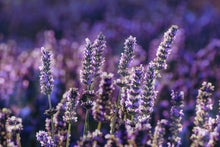 Load image into Gallery viewer, Lavender for Strengthening the Soul